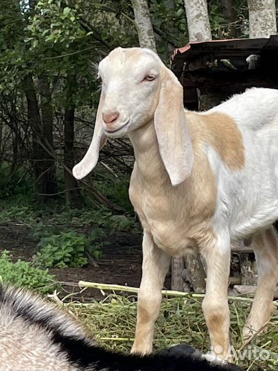 Молоко козье