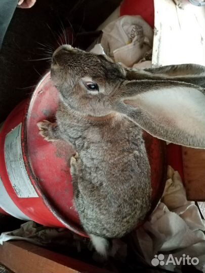 Кролики породы фландер