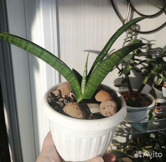 Сансевиерия