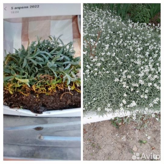 Домашние цветы