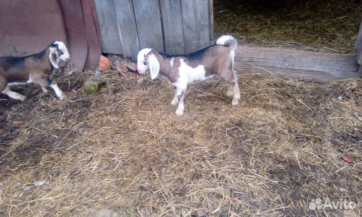 Козлики альпо-нубийские