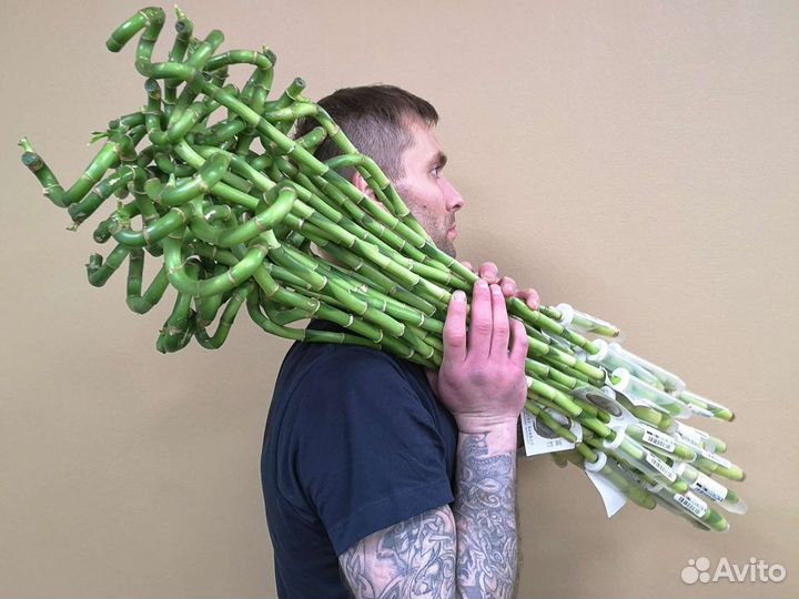 Бамбук спираль 50 см Нидерланды Цветы