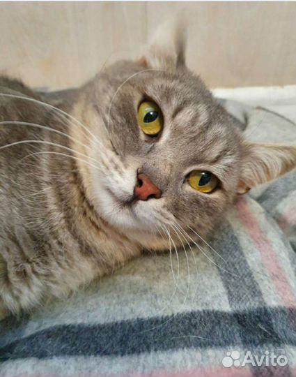 Котик в добрые руки