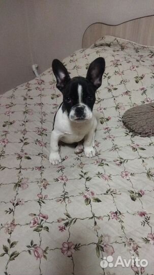 Французский бульдог отдам