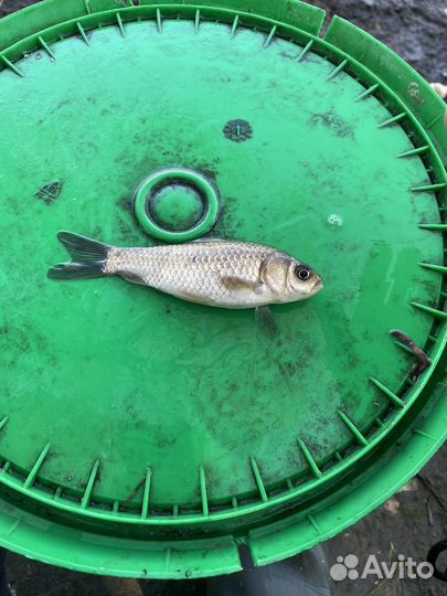 Живец карась