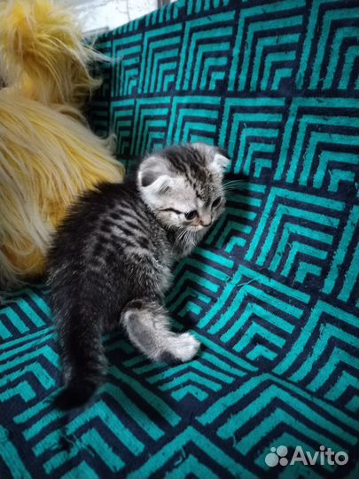 Шотландская кошка