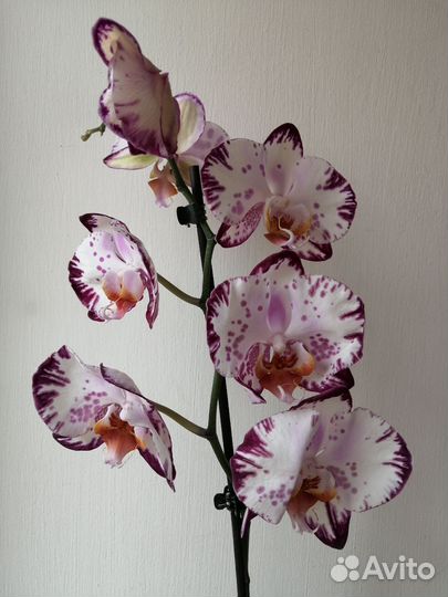 Орхидеи фаленопсис