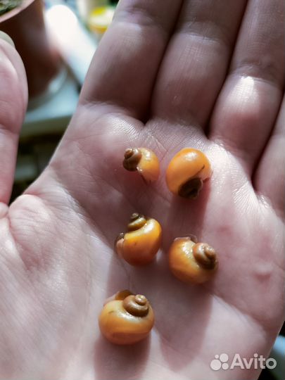 Улитки аквариумные ампулярии