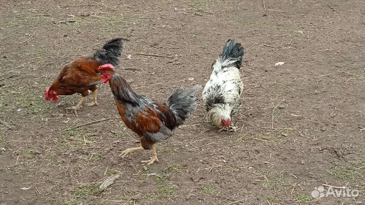 Петухи