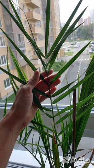 Финиковая пальма