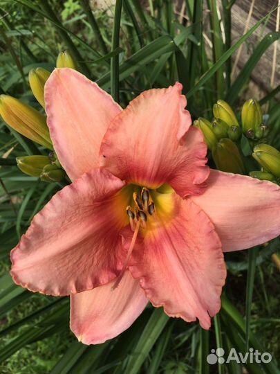 Лилии и лилейники