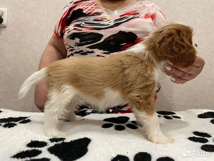 Кавалер кинг чарльз спаниель щенки