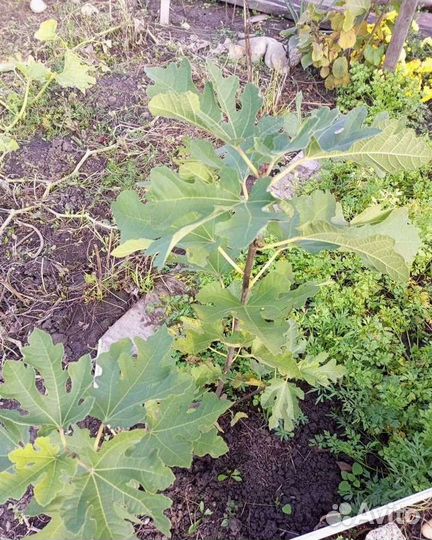 Саженцы инжира