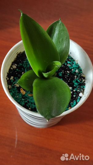 Сансевьерия Ханни