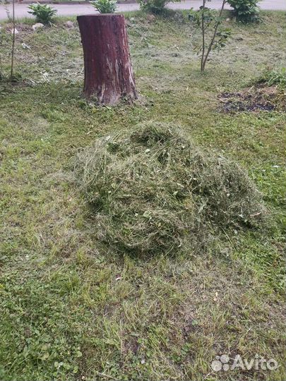 Газонная трава скошенная на сено