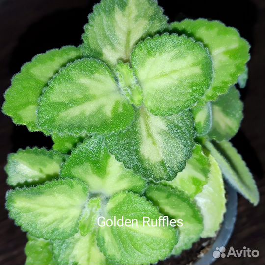 Плектрантус, Оксалис, Мята