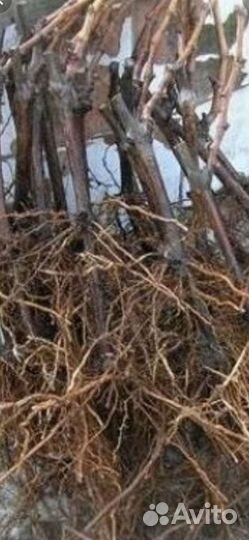 Саженцы винограда