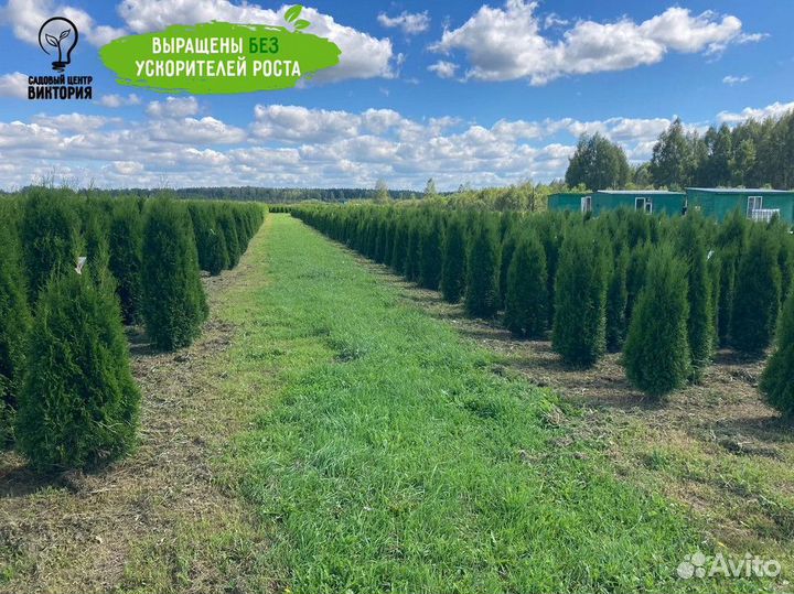 Туя Смарагд 180-200 см для ландшафтного дизайна
