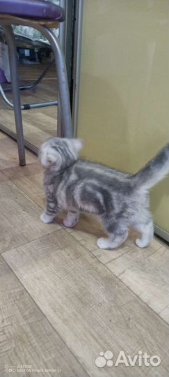 Британский котенок девочка