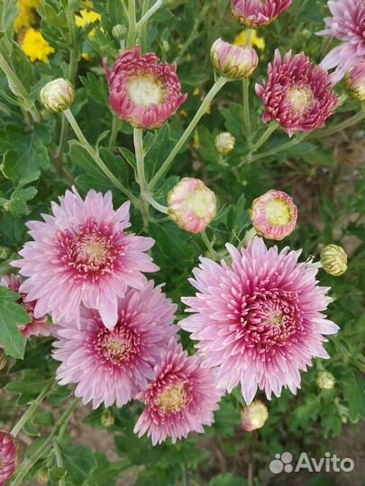 Хризантема