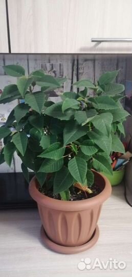 Комнатные цветы