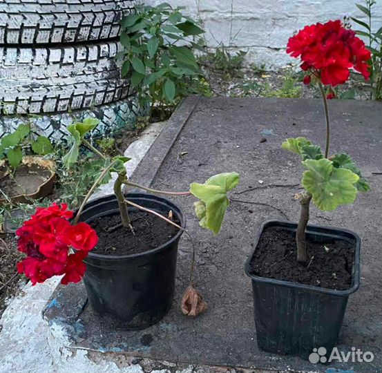 Герань пеларгония