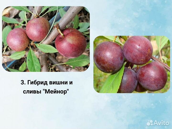 Гибрид вишня со сливой