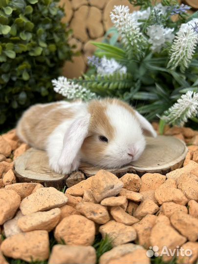 Карликовые декоративнае мини кролики
