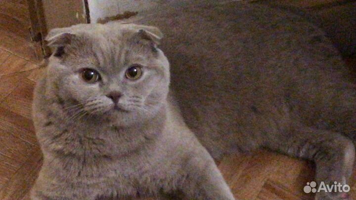 Британский кот на вязку