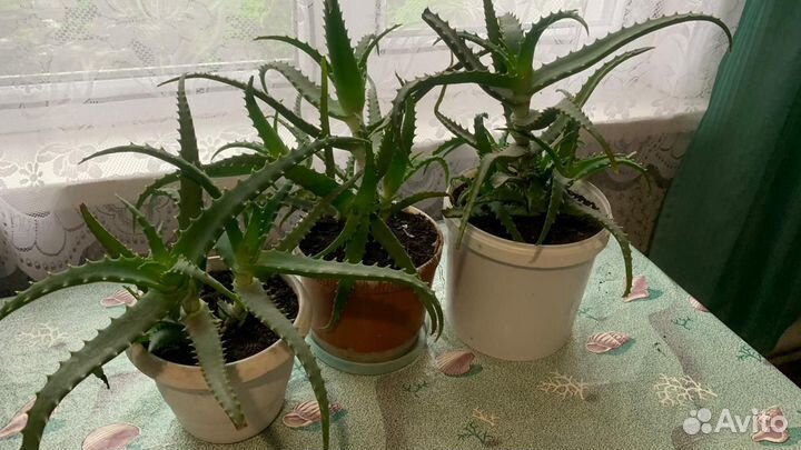 Алоэ столетник