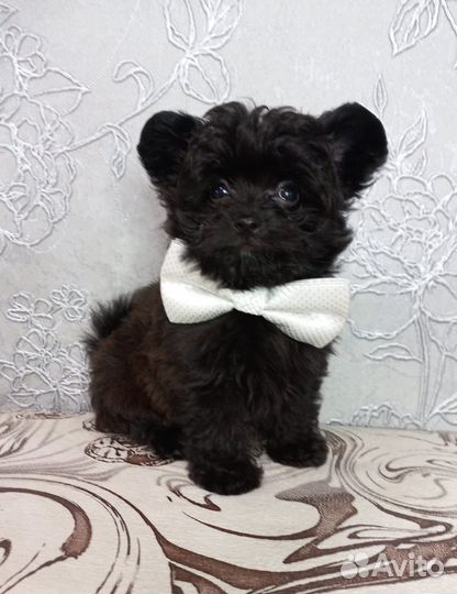 Щенок дизайнерской породы Шпицепу (Помпу)