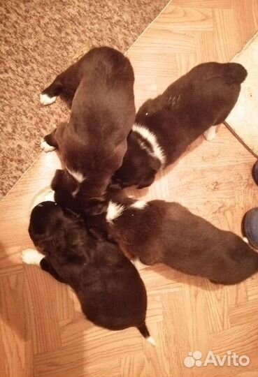 Щенки бесплатно