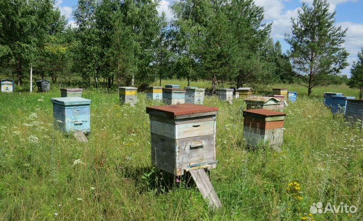 Пчелы с ульями