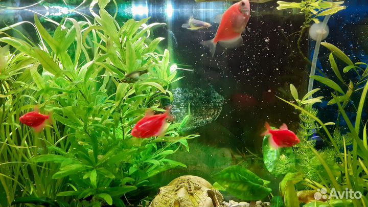 Аквариум с рыбками