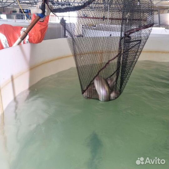 Форель живая