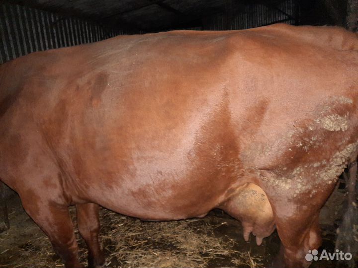 Корову обменяю на дойную