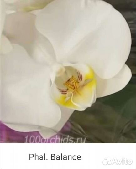 Цветущая Орхидея фаленопсис