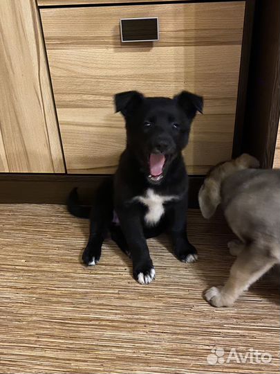 Щенки бесплатно