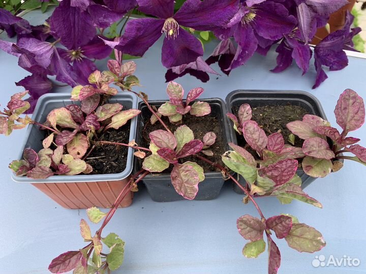 Барвинок, живучка, хоста, жемчужница