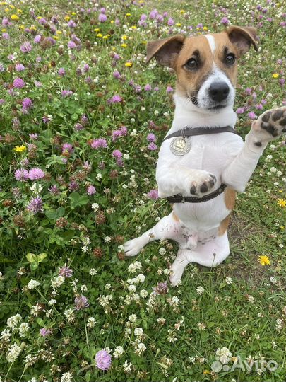 Вязка Джек Рассел терьер