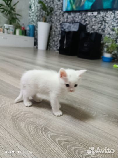 Белый котенок