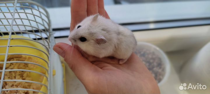 Джунгарский хомяк