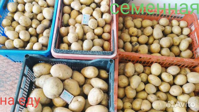 Семенной картофель: Розара, Гала, Адретта, Импала купить в ...