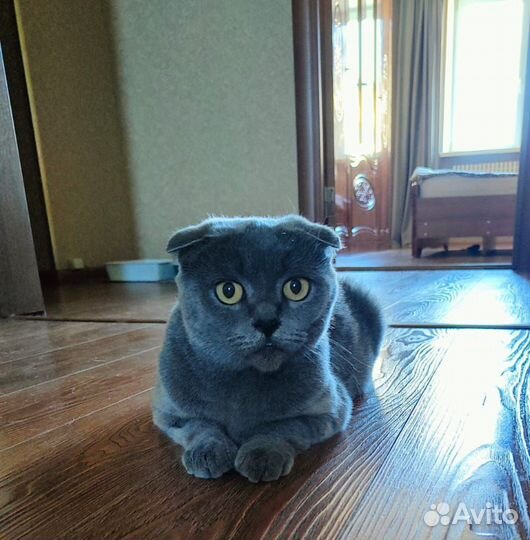 Кошки вислоухие