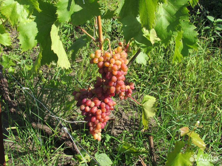 Продаются саженцы винограда