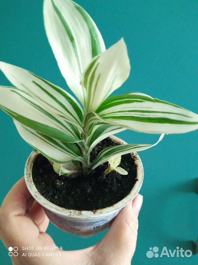 Традесканция Альба кустовая