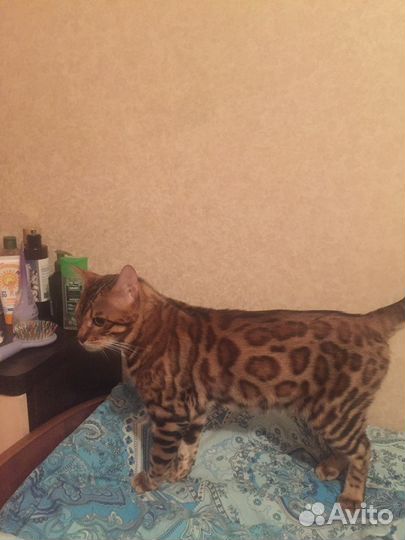 Бенгальский кот вязка