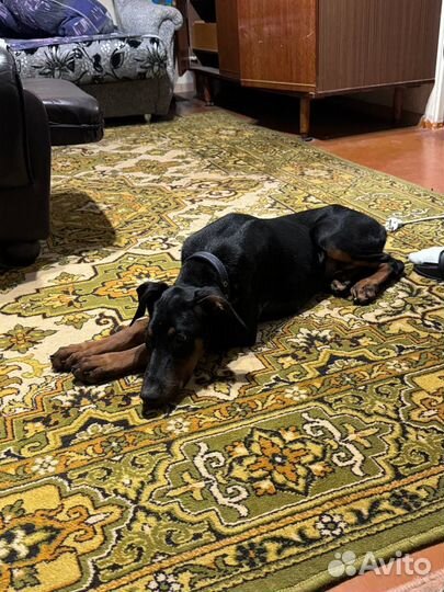 Собака доберман