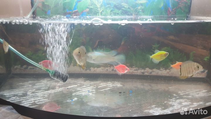 Аквариум