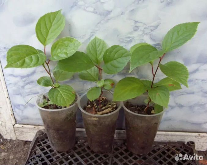 Лимонник китайский. Саженцы